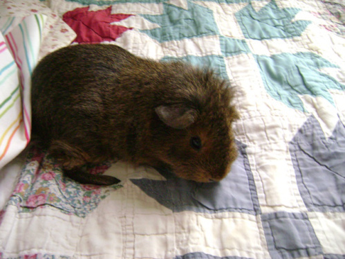 Twiglet, nearly napping in protest of the proper nouns that remain lowercase in the title. 