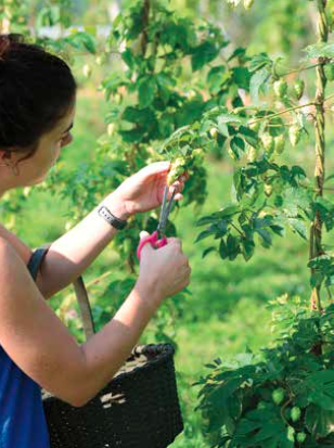 PickingHops