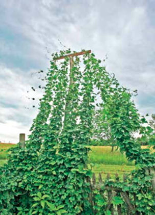 HopsonBine