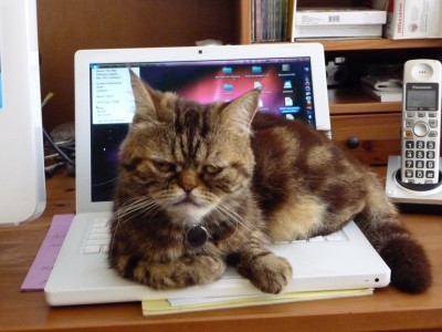 rumi on the macbook