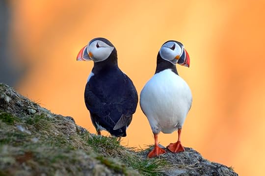 Photograph Midnight Sun Puffins by Olav Thokle on 500px