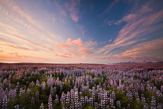 Photograph Land of the Midnight Sun and Lupine Heaven by Bridget Calip on 500px