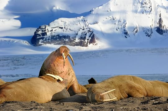 Photograph Midnight Sunbathers by Olav Thokle on 500px