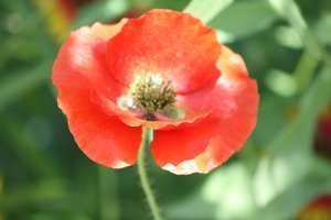 poppy