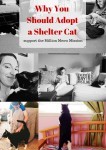What to KnowAbout Adopting aShelter Cat