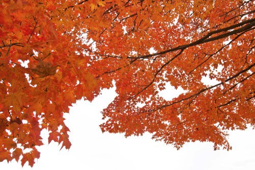 Fall color in the graveyard