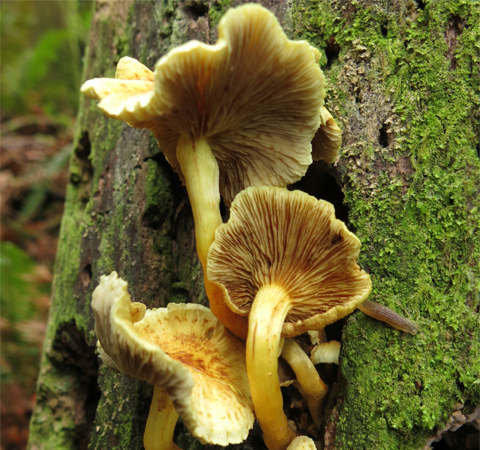 Photo: The many marvels of the mysterious mushroom
