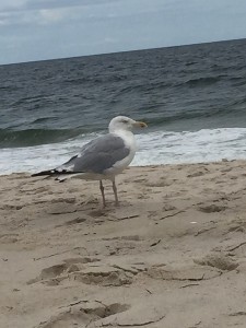 IMG_7112