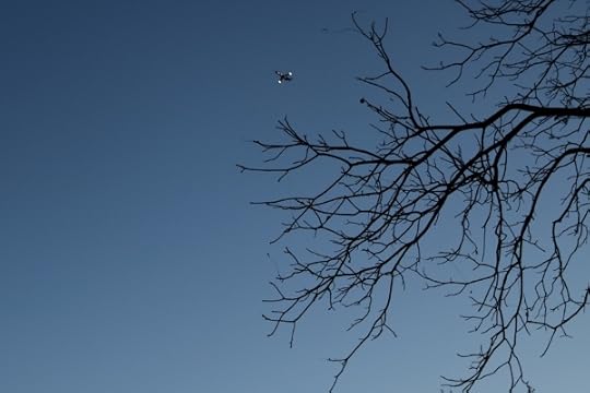 Airplane and bare tree in the early morning.