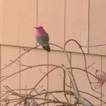 Anna's hummingbird on Japanese maple
