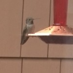hummingbird at feeder
