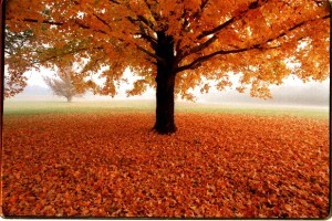 golden_tree_in_park_t618