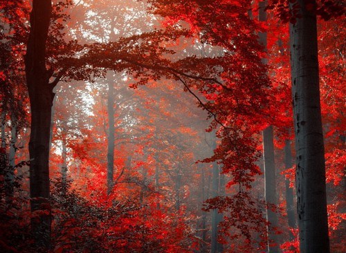 red forest