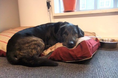 trigger-in-his-bed