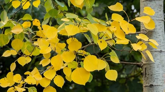 Populus tremuloides (quaking aspen)