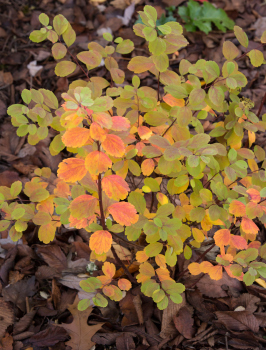 Spiraea betulifolia var. lucida