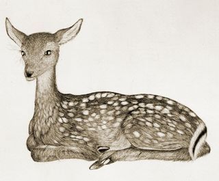 Fawn by Kiki Smith