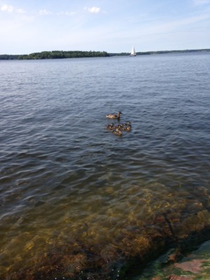 Andmamma med alla sina bäbisar. Så söta.