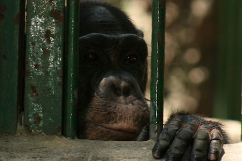 20070520_3429_Chimp.JPG