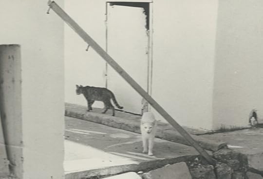 Miami Beach cats 1970s