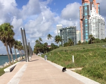 Miami Beach feral cat