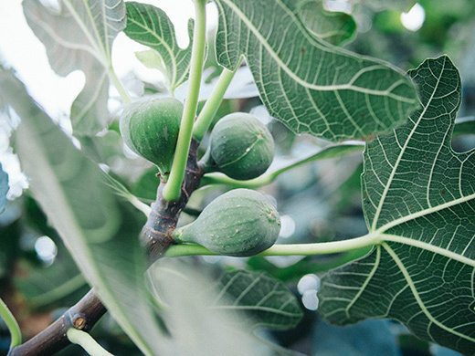 Bumper crop of figs