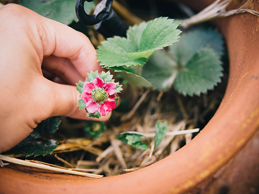 Fall strawberry