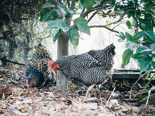 Free-ranging chickens