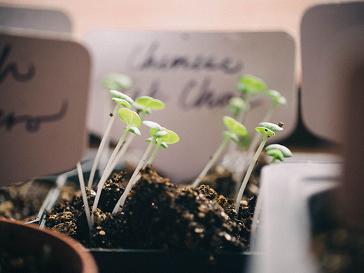 Pak choi seedlings