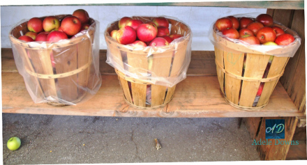 fallredapplesbarrel15signed