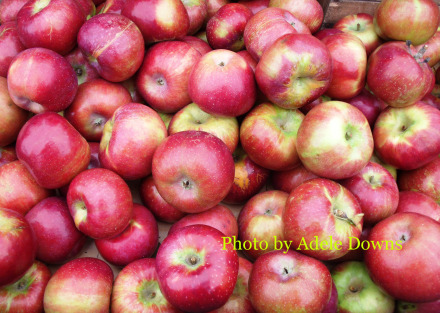HO_Apples