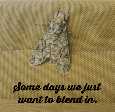 Phonto