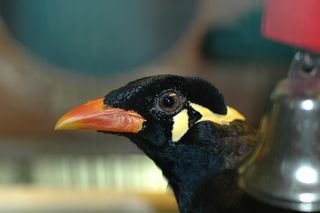 mynah