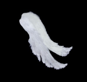 White wings isolated on black