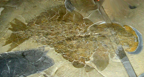 BurgessShale-CompleteAnomalocarisFossil.png