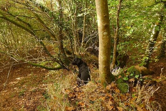Off to the wild wood of creative work