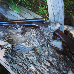 Blue grouse and the NID. 
