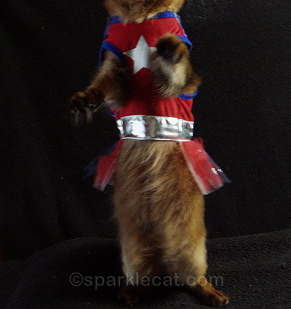 cat costume, cat superhero, somali cat