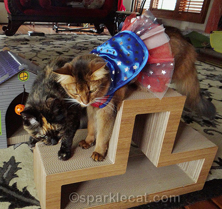 Somali cat, tortoiseshell cat, synchronized cats, superhero cat