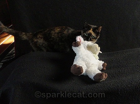 tortoiseshell cat, photography set, lamb stuffie, stand-in