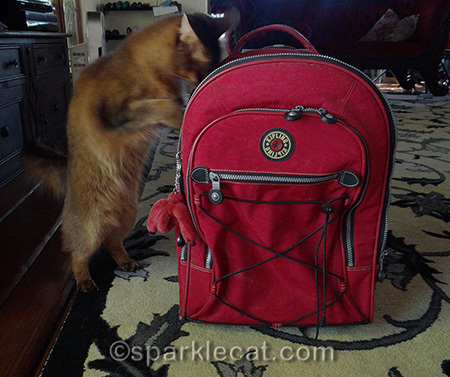 somali cat, cat in action, kipling backpack