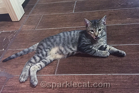 Tabby kitten, Better With Pets kitten
