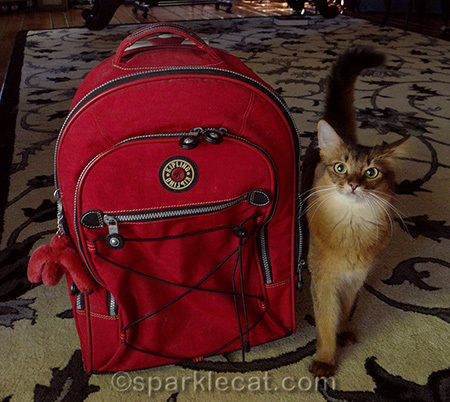 Lively Somali cat with red Kipling backpack