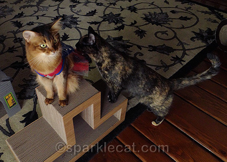 Somali cat, tortoiseshell cat, cat costume, cat superhero