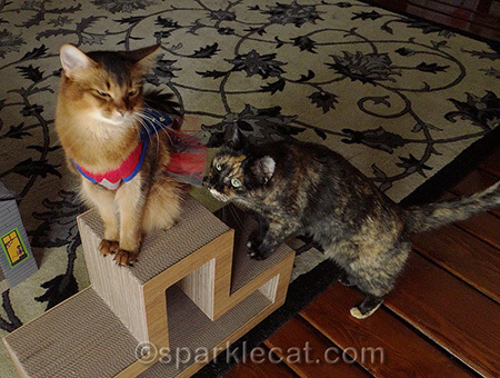 Somali cat, tortoiseshell cat, cats playing, cat costume, cat superhero costume