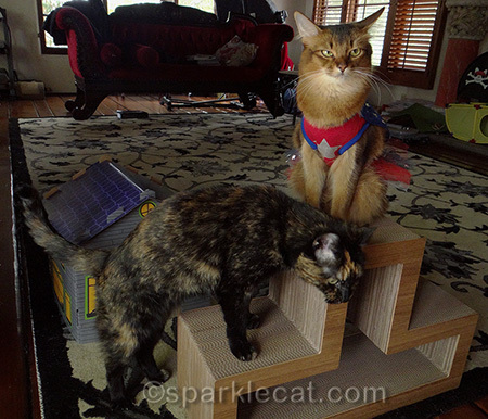 Somali cat, tortoiseshell cat, annoyed cat, cat superhero costume