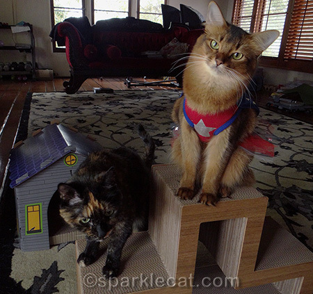 cat costume, cat photography, Somali cat, tortoiseshell cat