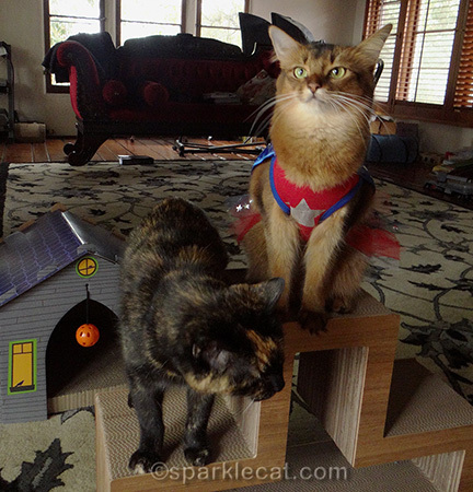 cat costume, Somali cat, tortoiseshell cat