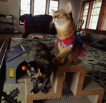 Somali cat, tortoiseshell cat, cat whap, cats playing, mad cat