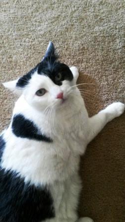 Artemis